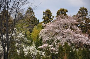 だんだんと桜の開花率が高くなってきた