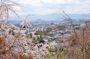 桜の向こうに大和三山