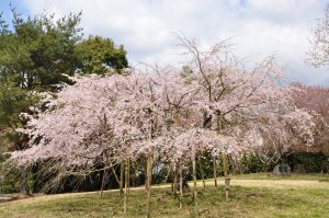 狭井神社付近の桜