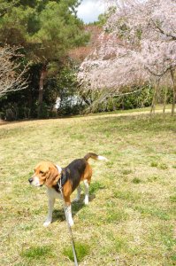 風は冷たいが陽光は暖かい