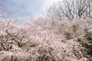 桜咲く