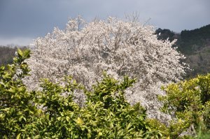 桜咲く