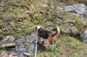 気温が上がって水辺が恋しい