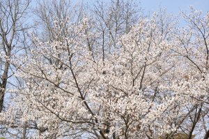 桜満開の伊賀上野へ