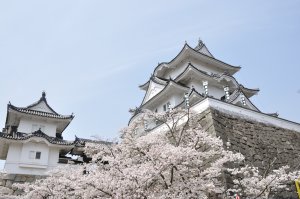 桜満開　上野城