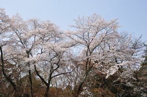 のんびりと桜を眺め