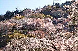 お花見