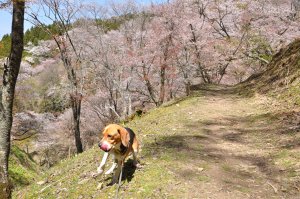 遊歩道に戻るとほっとするね