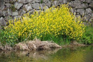 お堀の菜の花