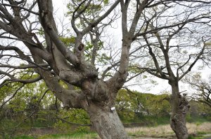 芹川　けやき並木