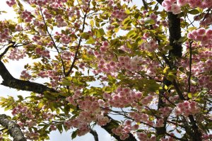 八重桜が満開