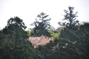 神社へのんびりと歩く