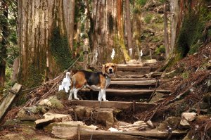 さぁ　山頂へ