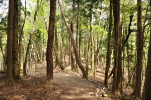 奥駈道を少し歩く