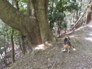 巨樹の点在する道