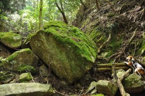 ビリー　飛ぶように登る