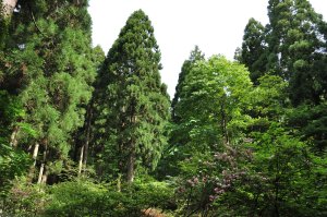 最初は杉の巨木