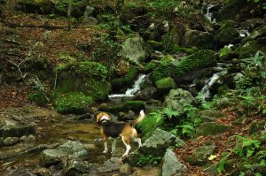 渓流沿いの道を登る