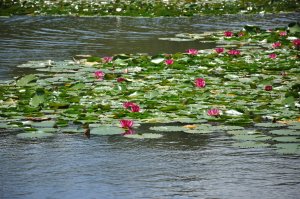 水連の咲く池