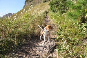 東坂登山口より登る