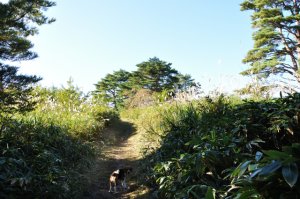 山上はなだらかな地形