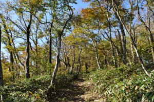 山上のなだらかな道