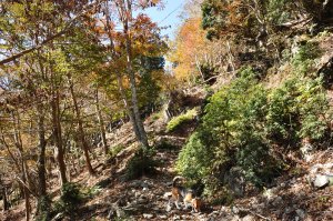 自然林の登山道へ