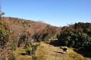 馬酔木の森を抜け