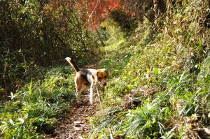 紅葉の道を登る