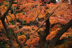 鳴川峠　紅葉がきれいだ