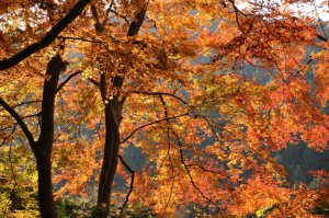 紅葉のきれいな春日山周遊道