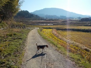 三輪山へと続く道