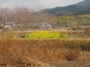 もう菜の花が咲いていた